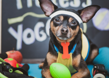 Pet Paradise Top 10  Products for Happy and Healthy Pets Must-Have