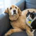 Top 10 Smart Devices for Happy and Healthy Pets – Pet Tech Paradise